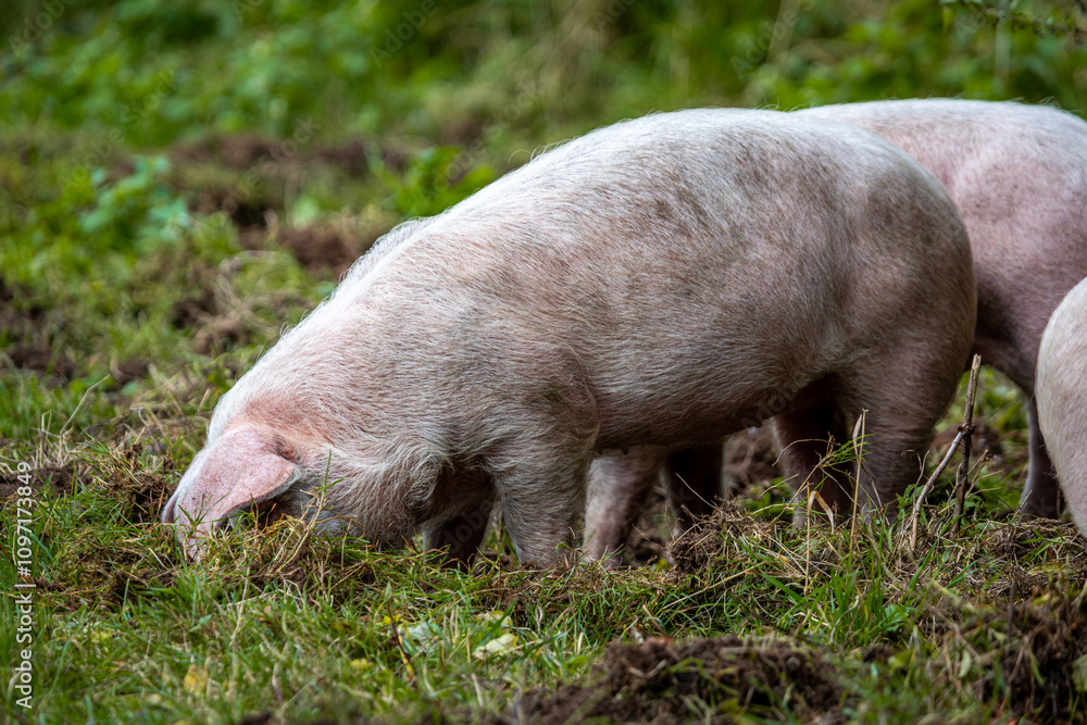Lone 13 week old piglet in her enclosure, Image shows a single Large white crossbred piglet Lone 13 week old piglet in her enclosure, Image shows a single Large white crossbred piglet