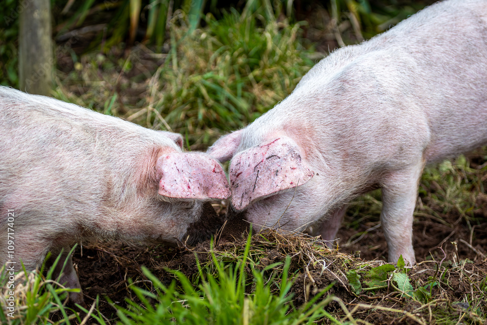 Two 13 week old piglets playing with each other in their enclosure, Image shows the two young Large white crossbreed piglets enjoying each others company Two 13 week old piglets playing with each other in their enclosure, Image shows the two young Large white crossbreed piglets enjoying each others company