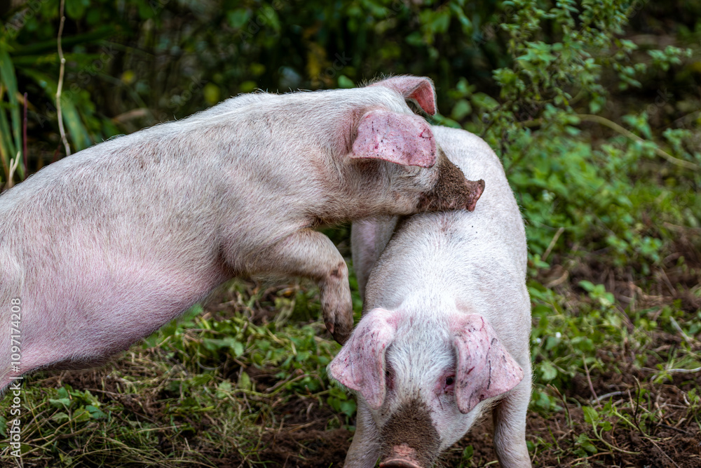 Two 13 week old piglets playing with each other in their enclosure, Image shows the two young Large white crossbreed piglets enjoying each others company Two 13 week old piglets playing with each other in their enclosure, Image shows the two young Large white crossbreed piglets enjoying each others company