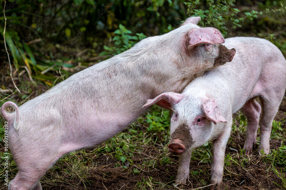 Two 13 week old piglets playing with each other in their enclosure, Image shows the two young Large white crossbreed piglets enjoying each others company Two 13 week old piglets playing with each other in their enclosure, Image shows the two young Large white crossbreed piglets enjoying each others company