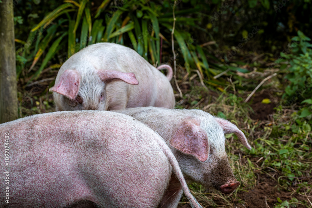 Three 13 week old piglets consisting of two girls and one boy, Image shows three large white crossbreed piglets with the young boar playing with the others Three 13 week old piglets consisting of two girls and one boy, Image shows three large white crossbreed piglets with the young boar playing with the others