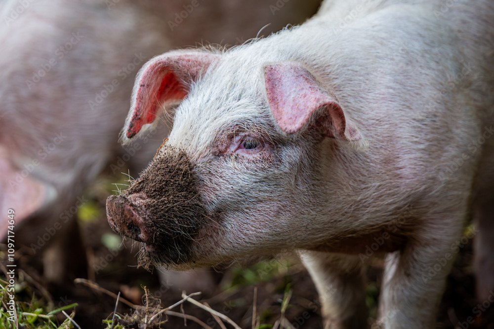 Lone 13 week old piglet in her enclosure, Image shows a single Large white crossbred piglet Lone 13 week old piglet in her enclosure, Image shows a single Large white crossbred piglet