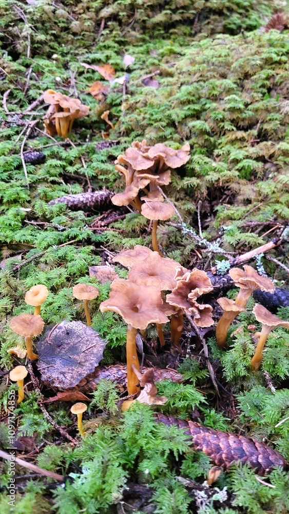 Mushrooms chanterelle in the forest Mushrooms chanterelle in the forest