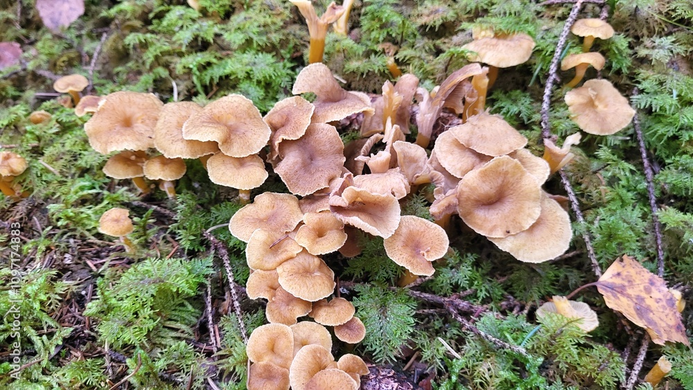 Too many mushrooms in the forest Too many mushrooms in the forest