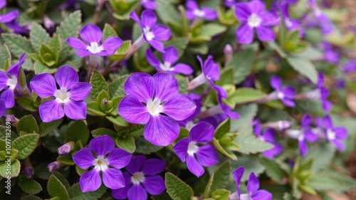 Vibrant purple flower petals and leaves, colorful, vibrant