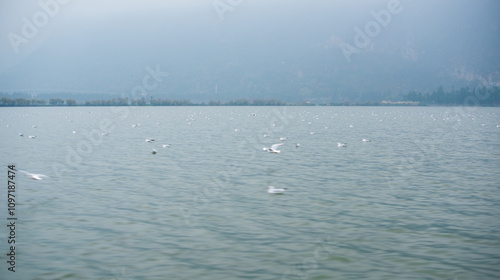 swans on the lake