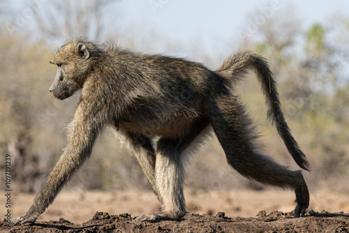 baboon walking on the ground in the sun the Mashatu game reserve, Botswana photo