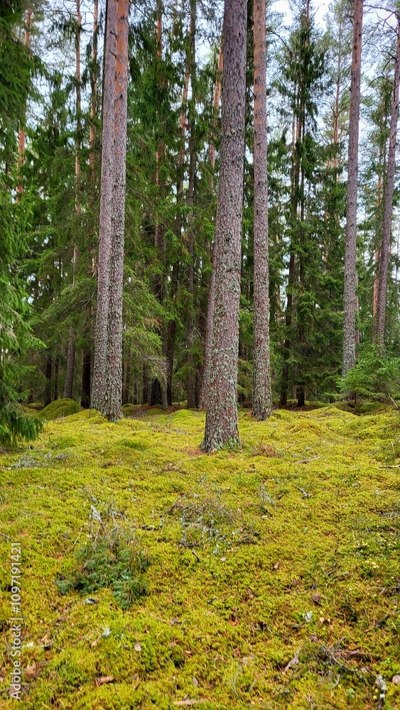 Obraz premium forest in autumn