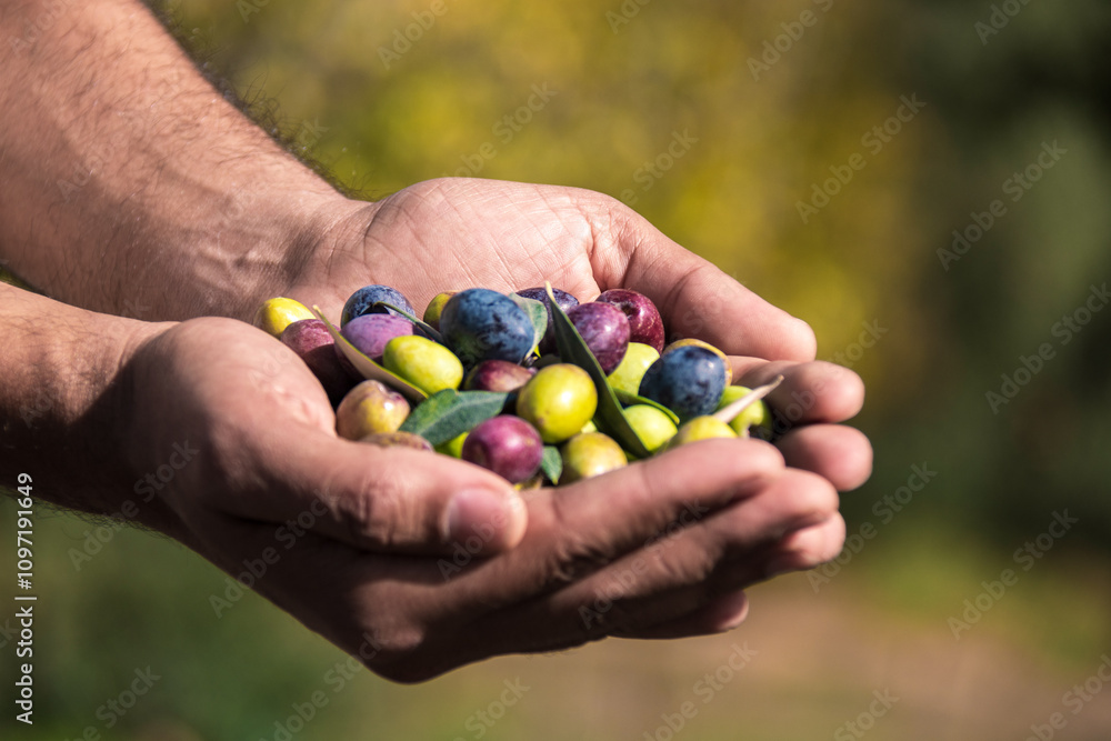 Black and green olives in hands
Black and green olives in hands