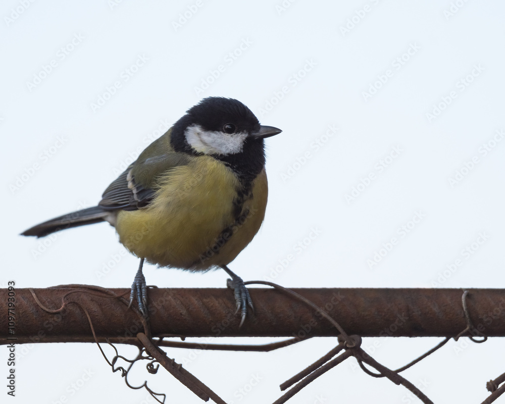 Obraz premium A Great Tit (Parus Major) is Walking on a Wire Fence in Late Autumn