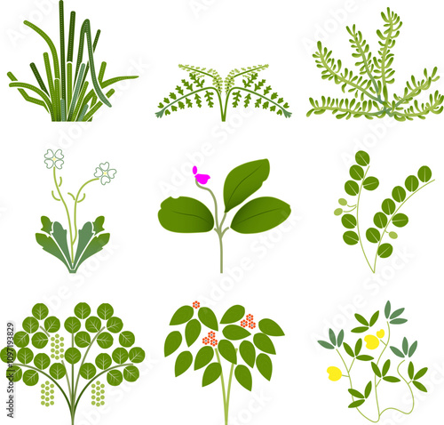 Beach and tropical vegetation 1