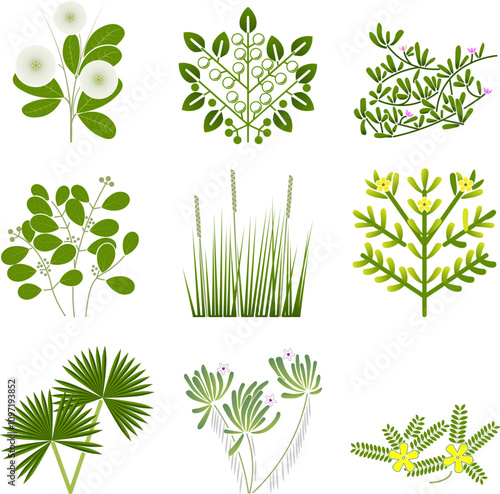Beach and tropical vegetation 3