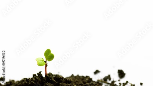 A young sprout emerging from a small mound of fertile soil against a white background.