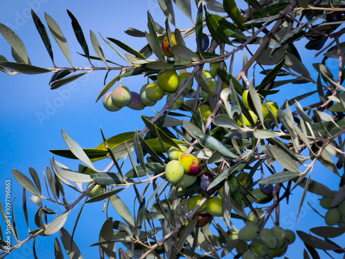 Close up shot of an olive tree, Detail of olive tree branch
