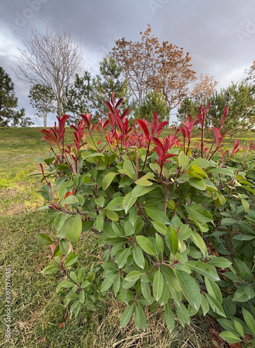 Fraser photinia, red tops (Photinia x fraseri), Vibrant red green leaves. close up Red tip photinia and Christmas berry, is rose family, Rosaceae. It is a hybrid between glabra and serratifolia.
 photo