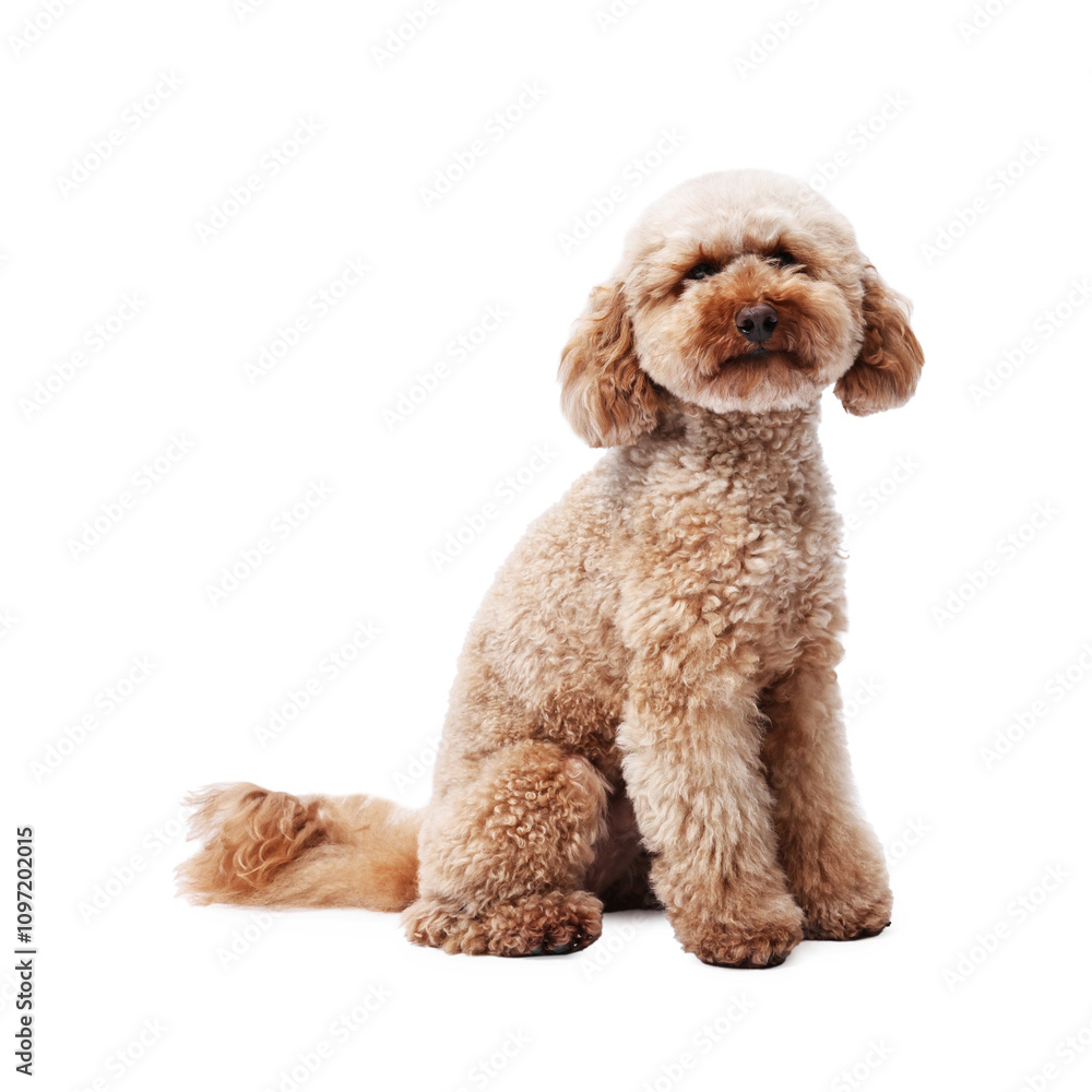 Cute Toy Poodle dog on white background. Lovely pet Cute Toy Poodle dog on white background. Lovely pet