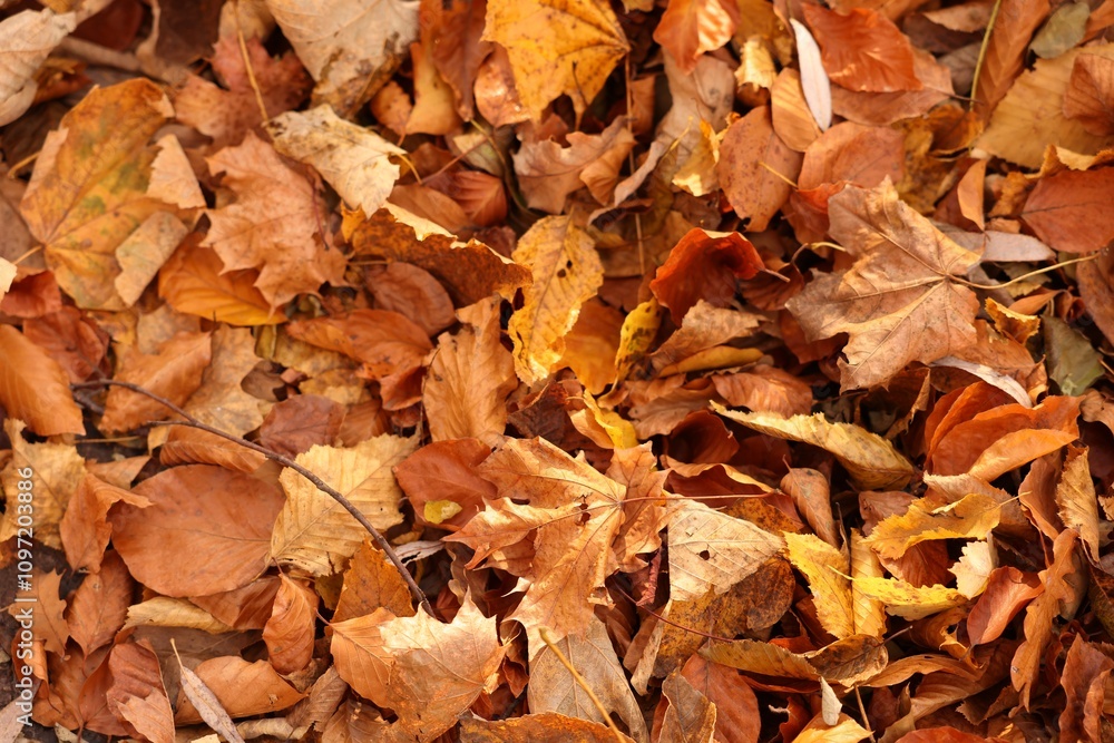 Dry fallen leaves as background, above view Dry fallen leaves as background, above view