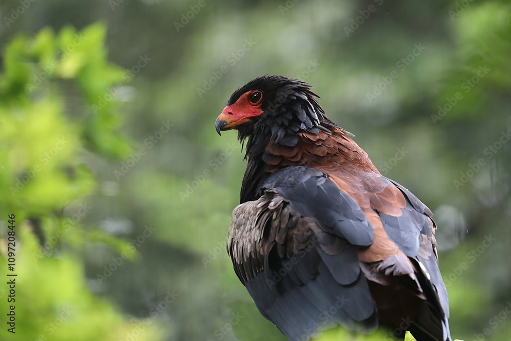 Fototapeta premium 横向きのダルマワシのポートレート