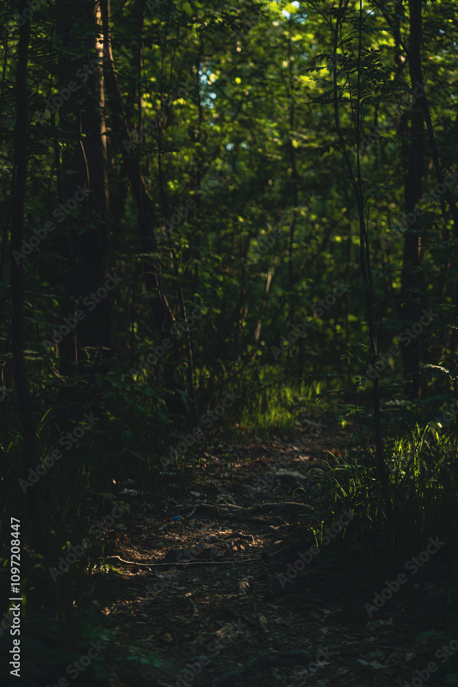 Shaded forest pathway surrounded by lush green trees Shaded forest pathway surrounded by lush green trees