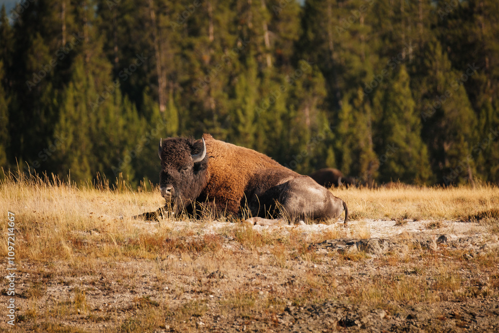 American bison in the grass at Yellowstone national park. USA. American bison in the grass at Yellowstone national park. USA.