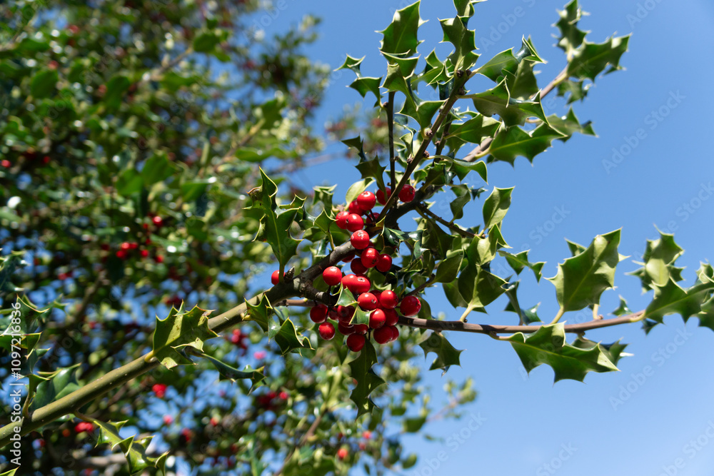 Bright red holly berries on a holly tree branch. Close up from below with bright blue sky in background. Often used as natural Christmas decoration. Bright red holly berries on a holly tree branch. Close up from below with bright blue sky in background. Often used as natural Christmas decoration.