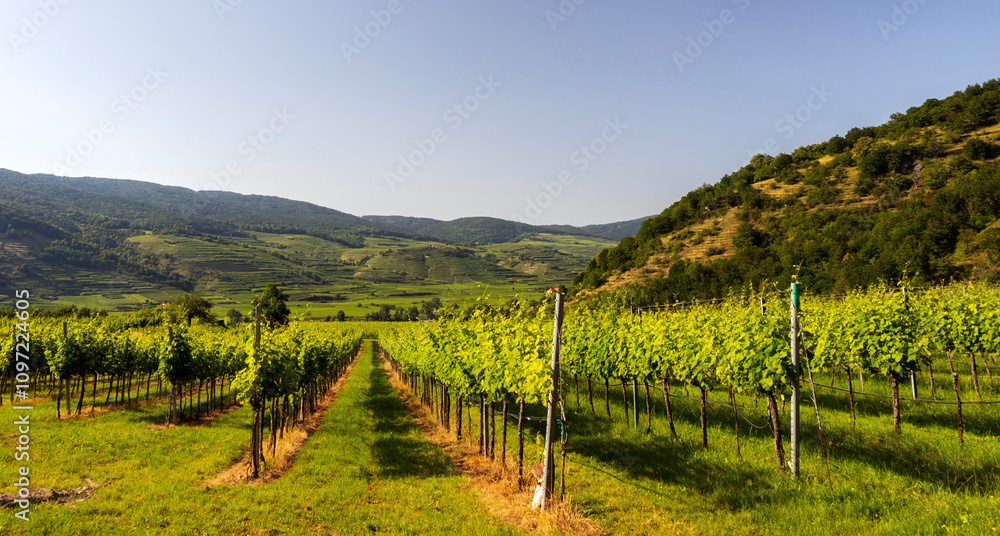 Naklejka premium Green field of vines on the hills