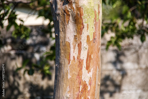 trunk of a tree in Rio de Janeiro.