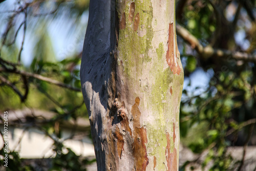 trunk of a tree in Rio de Janeiro.