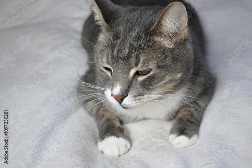 Expressive muzzle of a tabby cat.