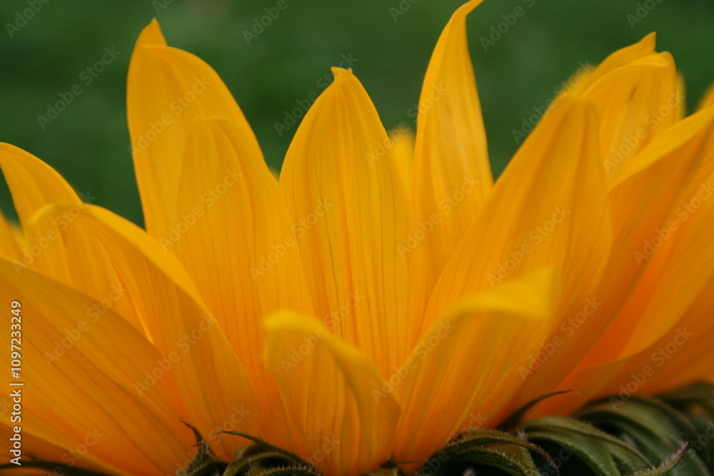 close up of sunflower petals in the garden at summer close up of sunflower petals in the garden at summer