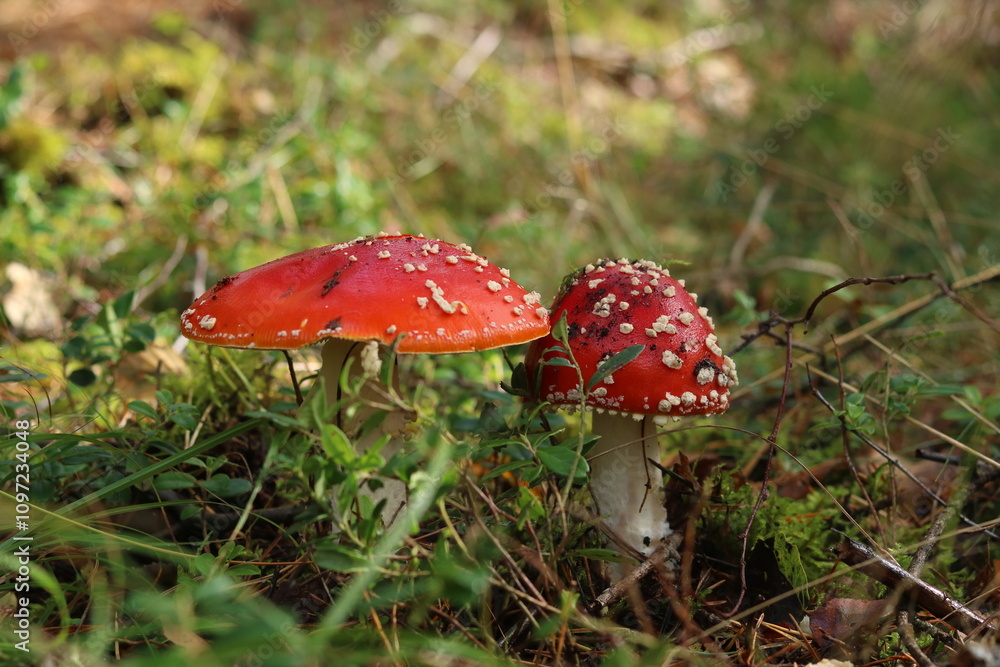 fly agaric mushroom in the forest fly agaric mushroom in the forest