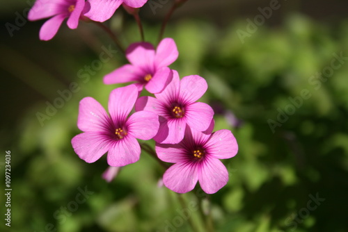 pink flowers in the garden macro close up picture 