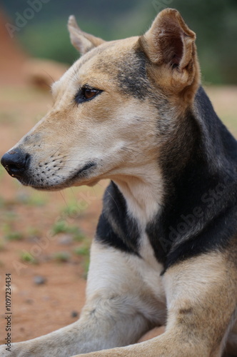 stray dog portrait 