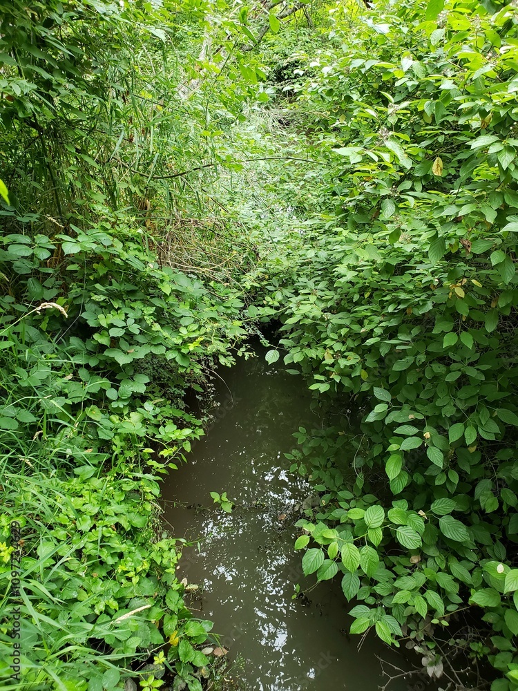 Dense Green Foliage with Hidden Stream Dense Green Foliage with Hidden Stream