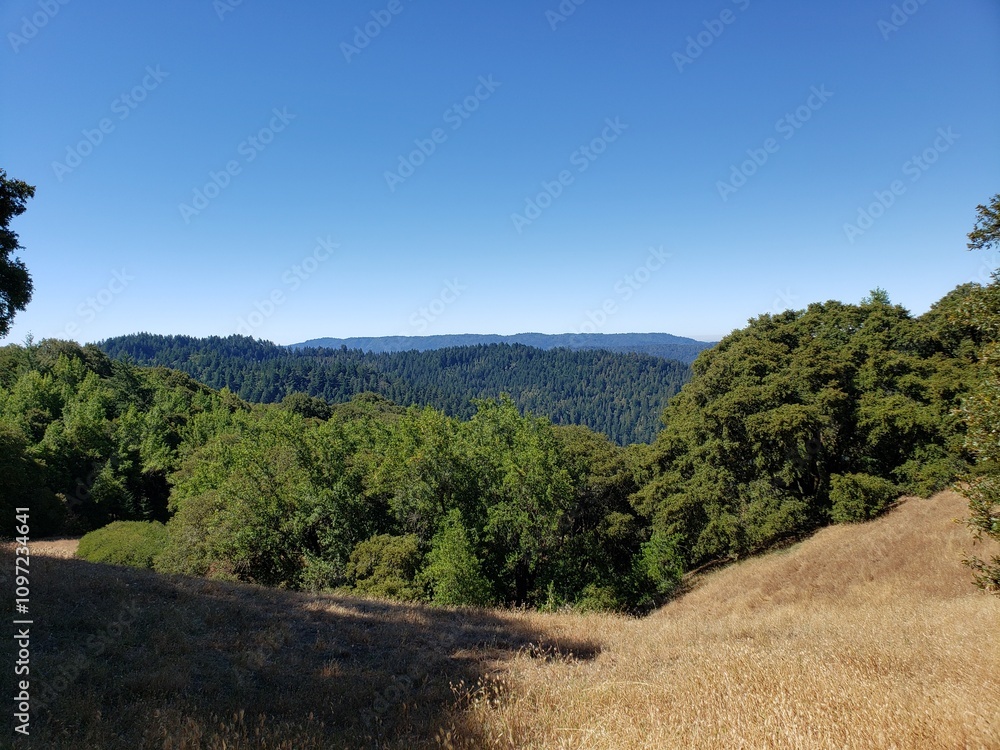 Obraz premium Forest Panorama with Blue Sky