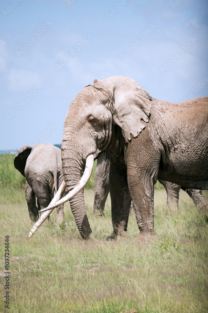 Fototapeta premium elephants in the wild