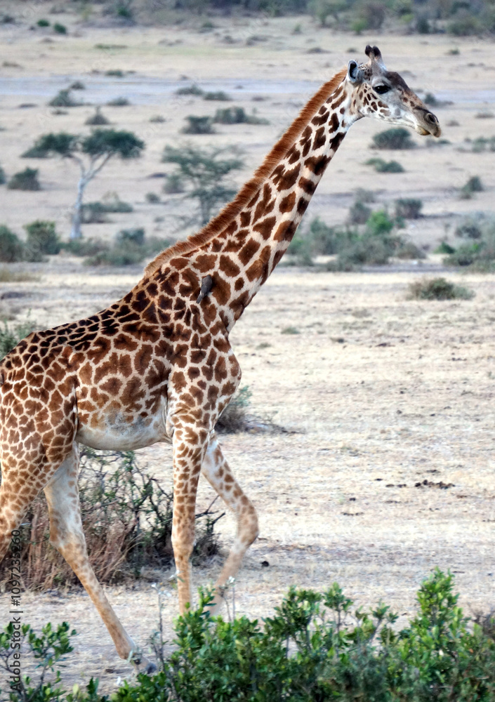 Obraz premium giraffe in the savannah