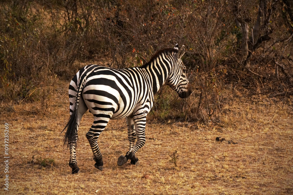 Fototapeta premium zebra in the savannah