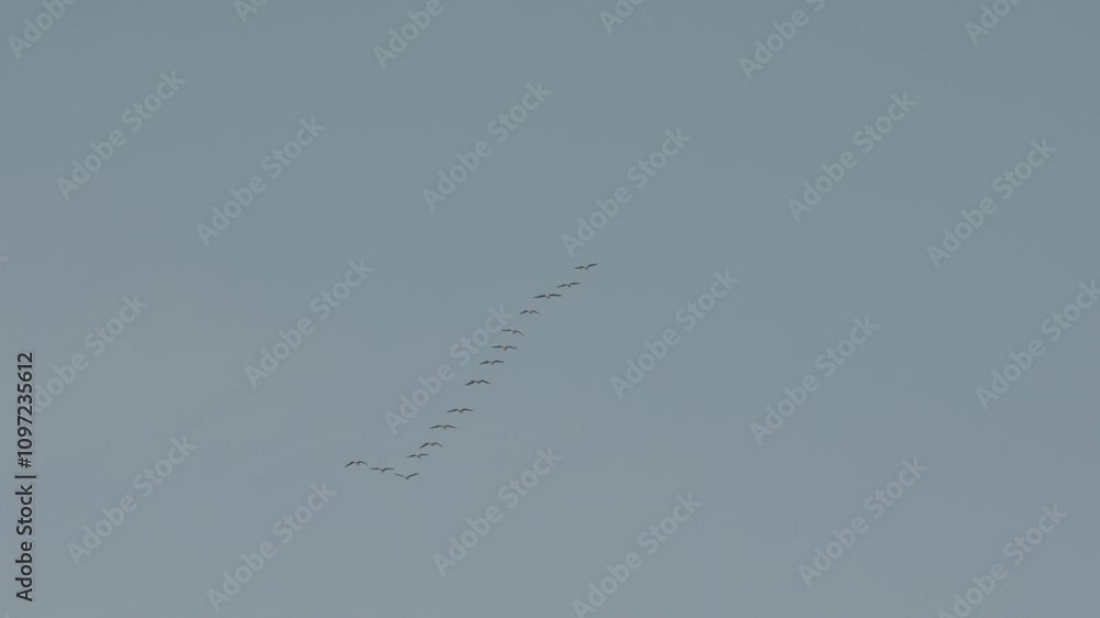 Flock of Migratory Birds Flying in Formation Flock of Migratory Birds Flying in Formation