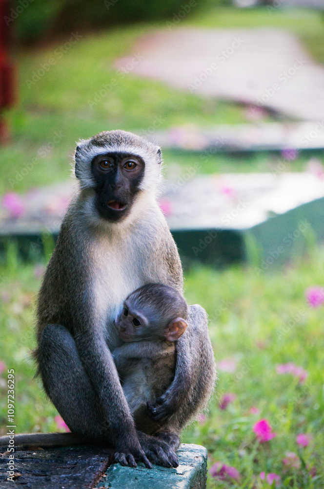 Obraz premium mother and baby monkey