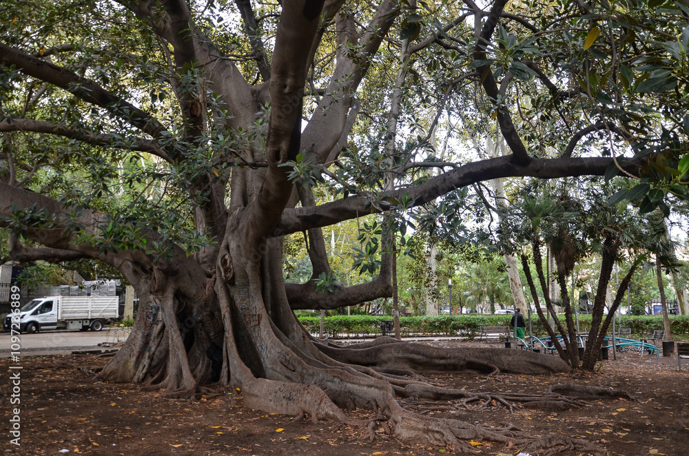 Striking huge tree in Belini Park in Catania Striking huge tree in Belini Park in Catania