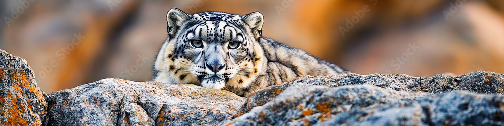 Fototapeta premium A rare snow leopard perched on a rock formation, staring directly at the camera.