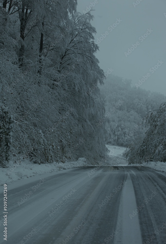 Fototapeta premium a path through the forest and trees covered with snow