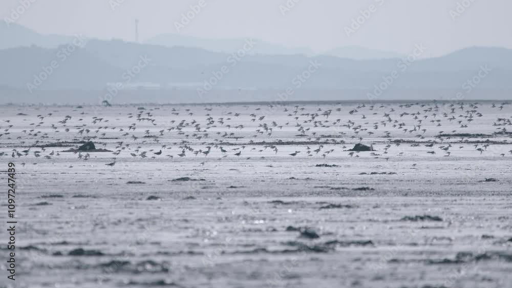 Flock of Bar-tailed Godwits Flying over Mudflats along the West Coast of South Korea Flock of Bar-tailed Godwits Flying over Mudflats along the West Coast of South Korea