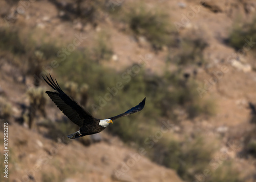 Bald eagle in flight over the Sonoran Desert of Arizona. 