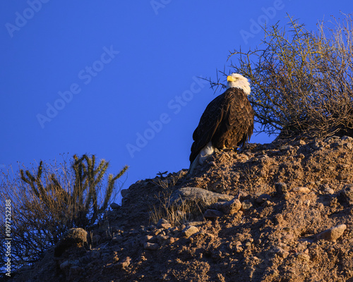 A Bald Eagle perched on a cliff in the Sonoran Desert of Arizona. 