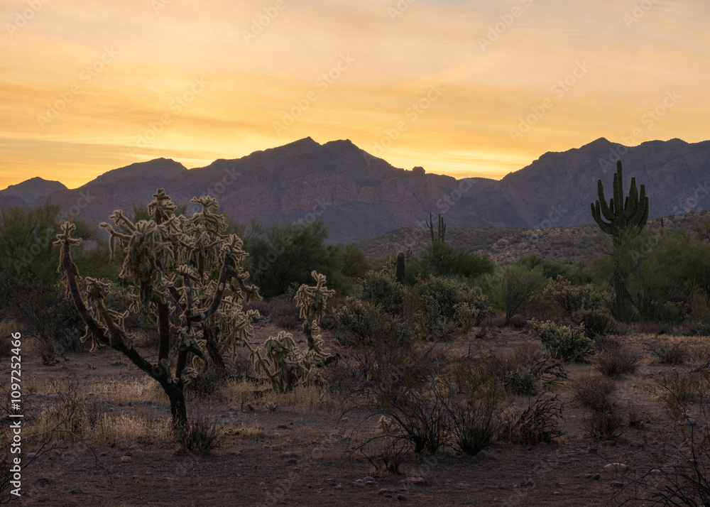 Fototapeta premium Cactus in the desert at sunrise. Cholla Cactus at sunrise in the Sonoran Desert of Arizona. 