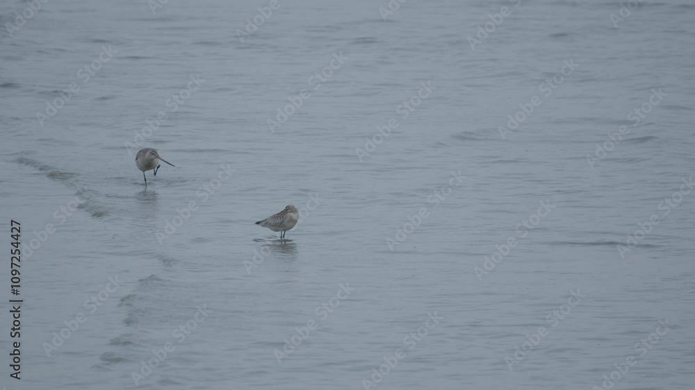 Bar-tailed Godwits Resting by a Calm Seashore with Gentle Waves Bar-tailed Godwits Resting by a Calm Seashore with Gentle Waves
