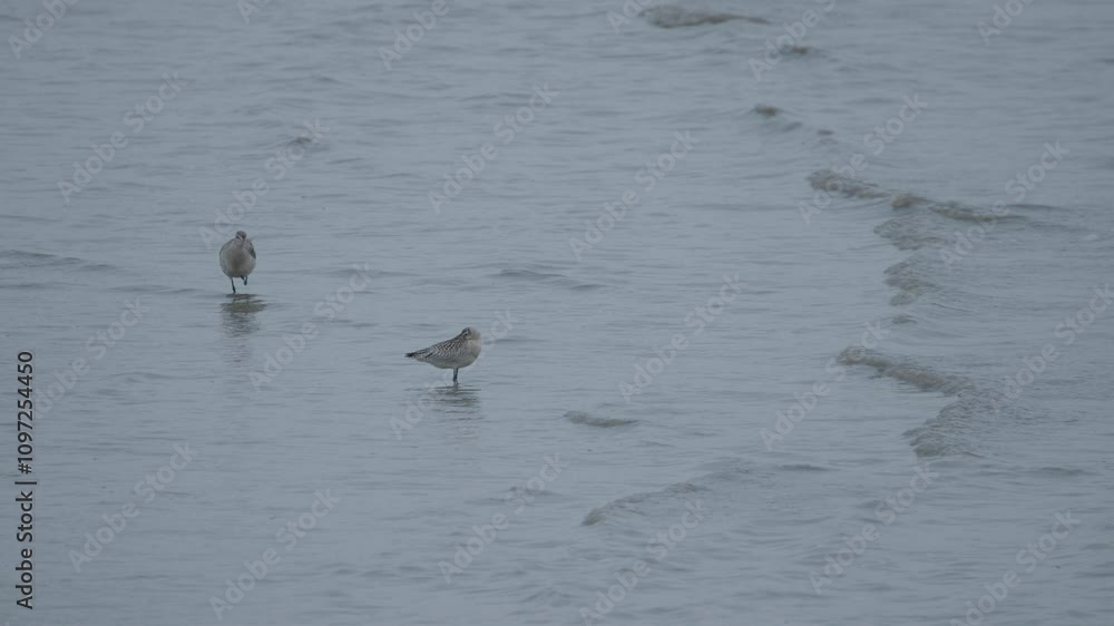 Bar-tailed Godwits Resting by a Calm Seashore with Gentle Waves Bar-tailed Godwits Resting by a Calm Seashore with Gentle Waves