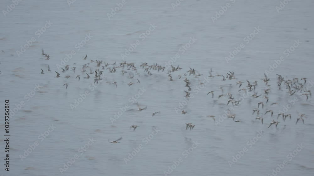 Flock of Sandpipers Foraging on Mudflats along the West Coast of South Korea Flock of Sandpipers Foraging on Mudflats along the West Coast of South Korea